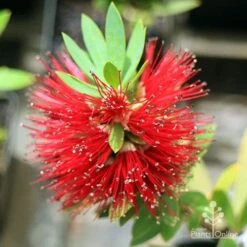Callistemon Better John -Bloom Field Shop apo better john callistemon flower