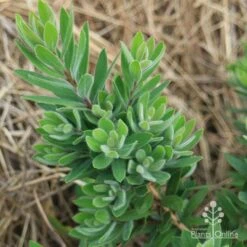 Callistemon Better John -Bloom Field Shop apo better john foliage nursery