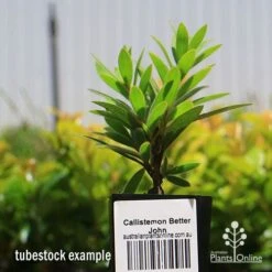 Callistemon Better John -Bloom Field Shop apo better john tubestock
