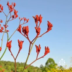 Anigozanthos Big Red - Kangaroo Paw -Bloom Field Shop apo big red at farm