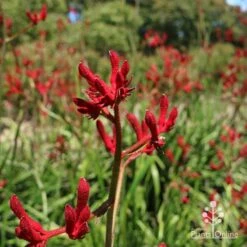 Anigozanthos Big Red - Kangaroo Paw -Bloom Field Shop apo big red kangaroo paw flower