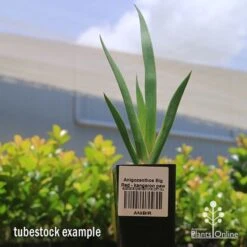 Anigozanthos Big Red - Kangaroo Paw -Bloom Field Shop apo big red kangaroo paw tubestock