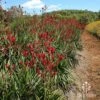 Anigozanthos Big Red - Kangaroo Paw 1 Anigozanthos Big Red - Kangaroo Paw -Bloom Field Shop apo big red kangaroo plants at farm