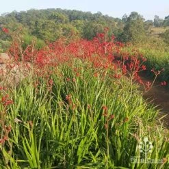 Anigozanthos Big Red - Kangaroo Paw -Bloom Field Shop apo big red paws at farm