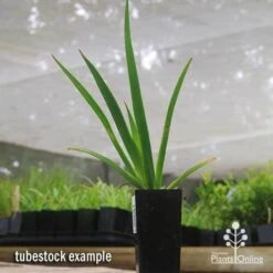 Anigozanthos Big Red - Kangaroo Paw -Bloom Field Shop apo big red tubestock