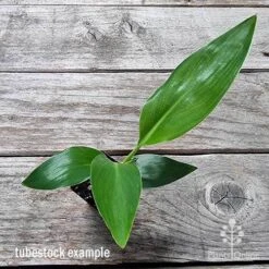 Strelitzia Reginae - Bird Of Paradise -Bloom Field Shop apo bird of paradise tubestock top