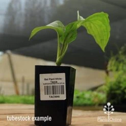 Bat Plant - Tacca -Bloom Field Shop apo black bat tacca tubestock