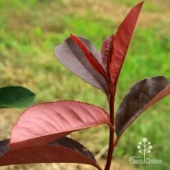 Photinia Black Jack -Bloom Field Shop apo black jack photinia