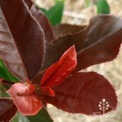 Photinia Black Jack -Bloom Field Shop apo black jack photinia colour