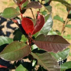 Photinia Black Jack -Bloom Field Shop apo black jack photinia winter