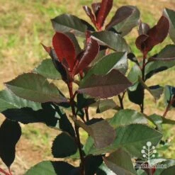 Photinia Black Jack -Bloom Field Shop apo black jack winter