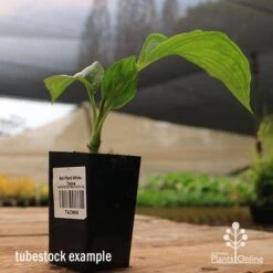Bat Plant - Tacca -Bloom Field Shop apo black tacca tubestock