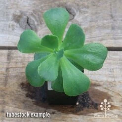 Echeveria Blue Curls - Succulent 13 Echeveria Blue Curls - Succulent -Bloom Field Shop apo blue curls tubestock top