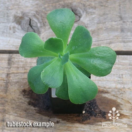 Echeveria Blue Curls - Succulent 8 Echeveria Blue Curls - Succulent - Image 6