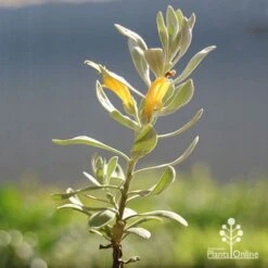 Eremophila Blue Horizon - Emu Bush 29 Eremophila Blue Horizon - Emu Bush -Bloom Field Shop apo blue horizon eremophila flowers