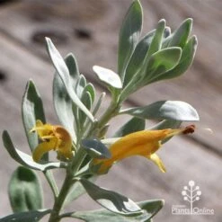 Eremophila Blue Horizon - Emu Bush 24 Eremophila Blue Horizon - Emu Bush -Bloom Field Shop apo blue horizon flowers