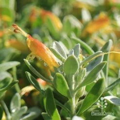 Eremophila Blue Horizon - Emu Bush 32 Eremophila Blue Horizon - Emu Bush -Bloom Field Shop apo blue horizon july