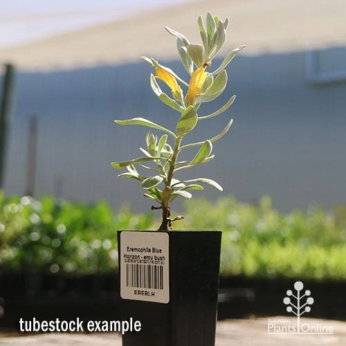 Eremophila Blue Horizon - Emu Bush 13 Eremophila Blue Horizon - Emu Bush - Image 11