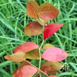 Blueberry Powder Blue 10 Blueberry Powder Blue -Bloom Field Shop apo blueberry powder blue autumn