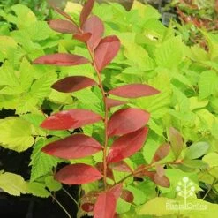 Blueberry Sunshine Blue -Bloom Field Shop apo blueberry sunshine blue on raspberry