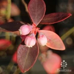 Blueberry Sunshine Blue -Bloom Field Shop apo blueberry sunshine blue winter colour