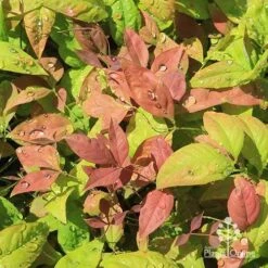 Nandina BLUSH­ -Bloom Field Shop apo blush nandina spring colours