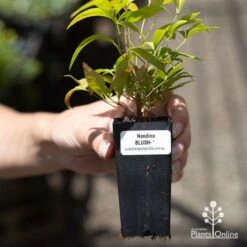 Nandina BLUSH­ -Bloom Field Shop apo blush tube