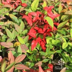 Nandina BLUSH­ -Bloom Field Shop apo blush winter colours