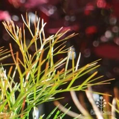 Grevillea Bon Accord -Bloom Field Shop apo bon accord bronze foliage