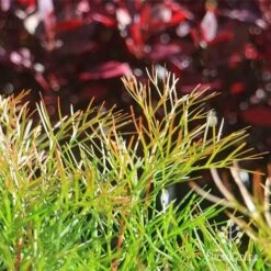 Grevillea Bon Accord -Bloom Field Shop apo bon accord bronze foliage2