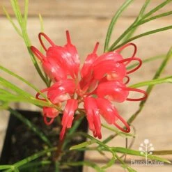 Grevillea Bon Accord -Bloom Field Shop apo bon accord grevillea flower