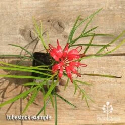 Grevillea Bon Accord -Bloom Field Shop apo bon accord grevillea tubestock flowering top