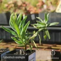 Grevillea Bonnie Prince Charlie -Bloom Field Shop apo bonnie prince charlie grevillea tubestock