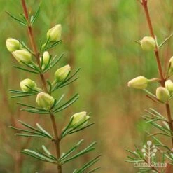 Boronia Clavata - Bremer Boronia -Bloom Field Shop apo boronia clavata close