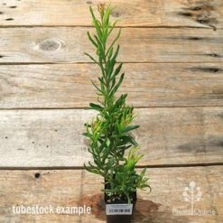 Grevillea Bonnie Prince Charlie -Bloom Field Shop apo bpc tubestock tall