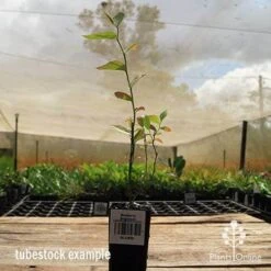 Blueberry Brightwell 16 Blueberry Brightwell -Bloom Field Shop apo britewell tubestock side