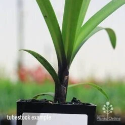 Agapanthus Buccaneer -Bloom Field Shop apo buccaneer purple stem