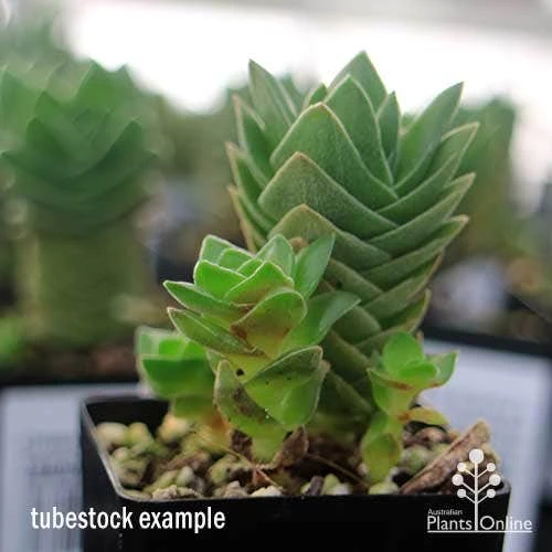 Crassula Buddha’s Temple - Succulent 7 Crassula Buddha’s Temple - Succulent - Image 5