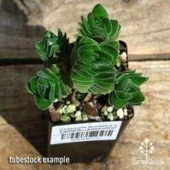 Crassula Buddha’s Temple - Succulent 12 Crassula Buddha’s Temple - Succulent -Bloom Field Shop apo buddhas temple cluster above