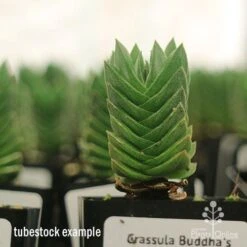 Crassula Buddha’s Temple - Succulent 15 Crassula Buddha’s Temple - Succulent -Bloom Field Shop apo buddhas temple tall