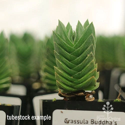 Crassula Buddha’s Temple - Succulent 8 Crassula Buddha’s Temple - Succulent - Image 6