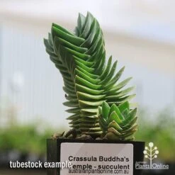 Crassula Buddha’s Temple - Succulent 13 Crassula Buddha’s Temple - Succulent -Bloom Field Shop apo buddhas temple tubestock