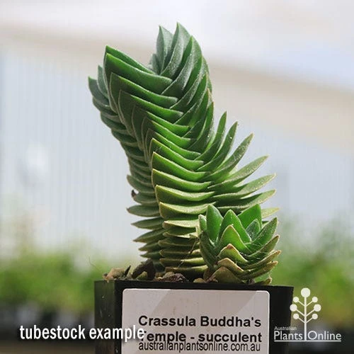 Crassula Buddha’s Temple - Succulent 6 Crassula Buddha’s Temple - Succulent - Image 4