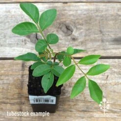 Burdekin Plum - Pleiogynium 21 Burdekin Plum - Pleiogynium -Bloom Field Shop apo burdekin tubestock top