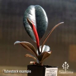 Ficus Elastica Burgundy - Rubber Plant -Bloom Field Shop apo burgundy rubber plant tubestock