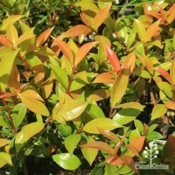 Syzygium Bush Christmas - Lilly Pilly 21 Syzygium Bush Christmas - Lilly Pilly -Bloom Field Shop apo bush christmas foliage