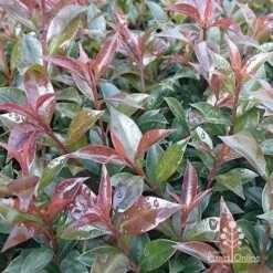 Syzygium Bush Christmas - Lilly Pilly 29 Syzygium Bush Christmas - Lilly Pilly -Bloom Field Shop apo bush christmas foliage colour