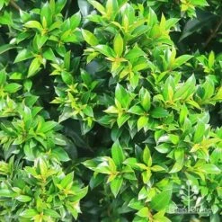 Syzygium Bush Christmas - Lilly Pilly 20 Syzygium Bush Christmas - Lilly Pilly -Bloom Field Shop apo bush christmas syzygium foliage