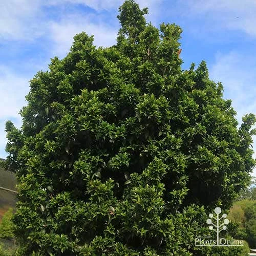 Syzygium Bush Christmas - Lilly Pilly 14 Syzygium Bush Christmas - Lilly Pilly - Image 12