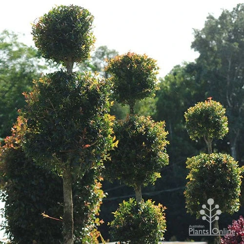 Syzygium Bush Christmas - Lilly Pilly 11 Syzygium Bush Christmas - Lilly Pilly - Image 9